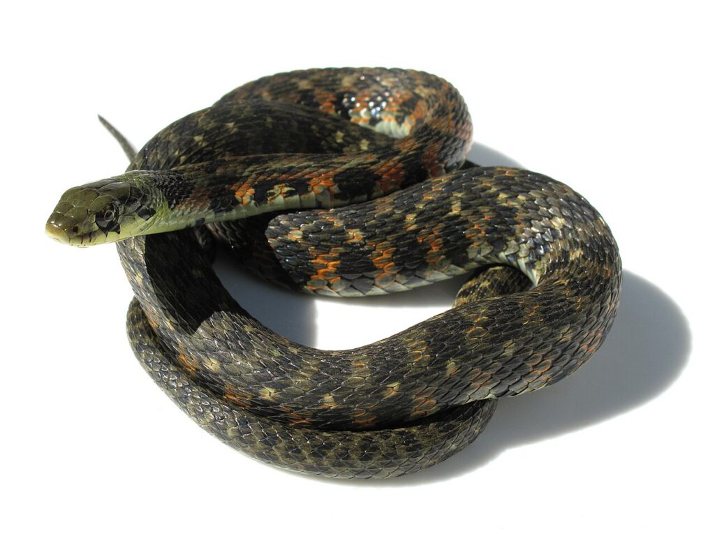 ヤマカガシ　001